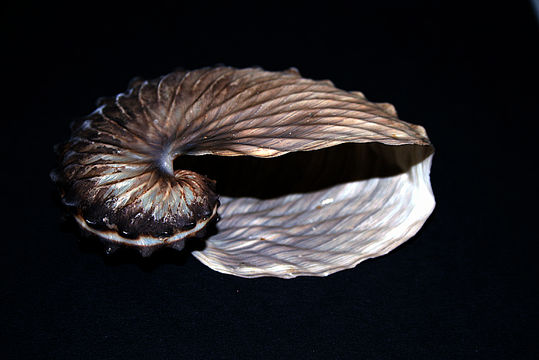 Image of Brown Argonaut