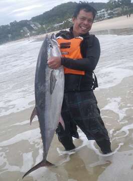 Image of Longtail Tuna