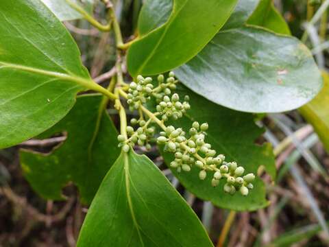 Image of Griselinia lucida (J. R. Forst. & G. Forst.) G. Forst.