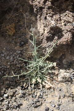 Image of Lactuca orientalis (Boiss.) Boiss.