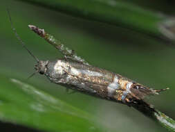 Слика од Glyphipterix thrasonella Scopoli 1763