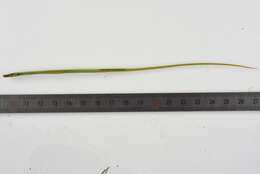 Image of Straightnose Pipefish