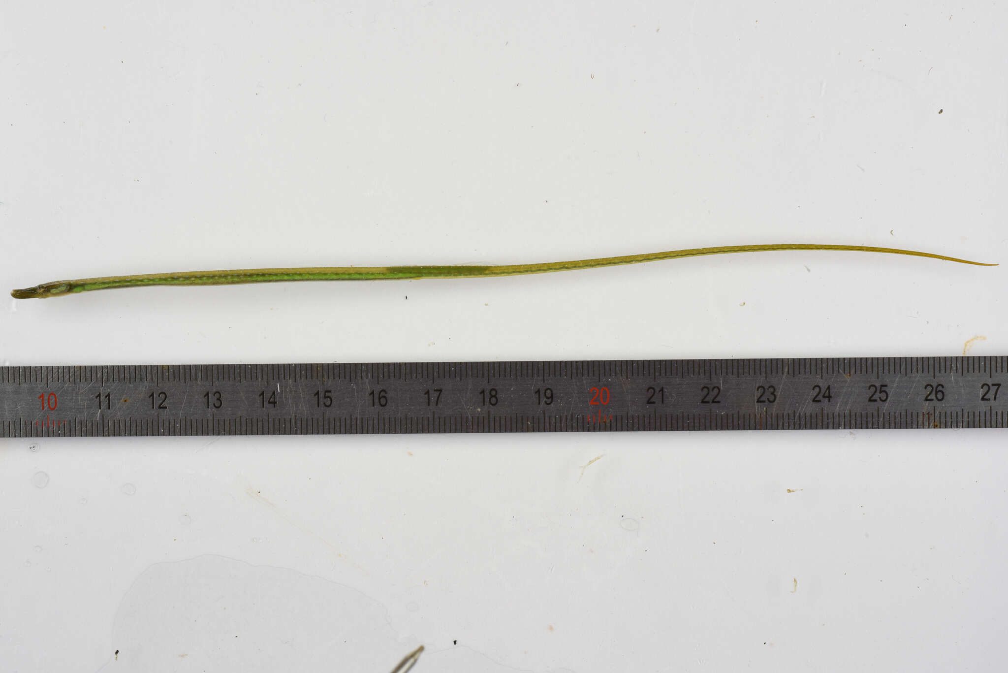 Image of Straightnose Pipefish