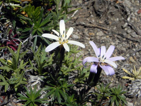 Image of Perezia recurvata (Vahl) Less.