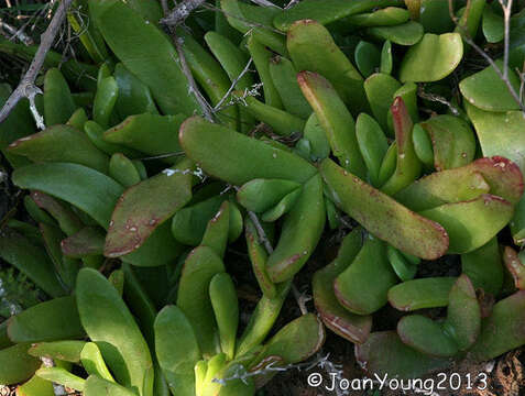 Image of Glottiphyllum longum (Haw.) N. E. Br.