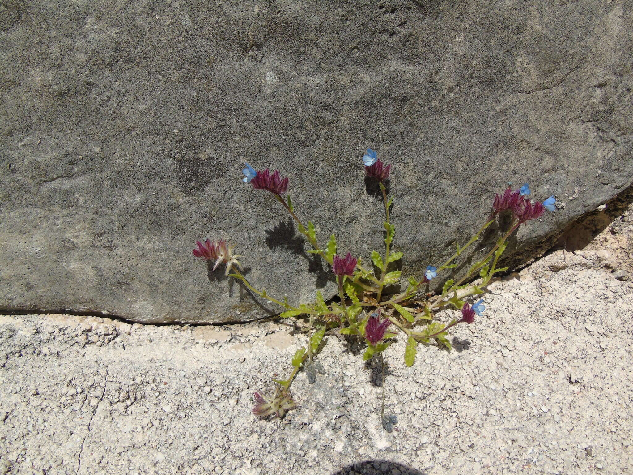 صورة Anchusella cretica (Mill.) M. Bigazzi, E. Nardi & F. Selvi