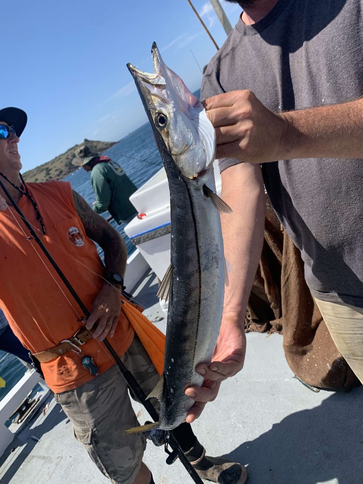 Image of Pacific barracuda