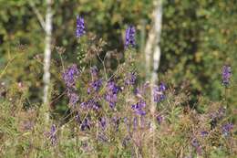 Слика од Aconitum napellus subsp. fissurae (E. I. Nyárády) W. Seitz