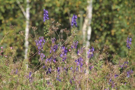 Слика од Aconitum napellus subsp. fissurae (E. I. Nyárády) W. Seitz