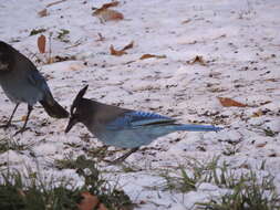 Image of Steller's Jay