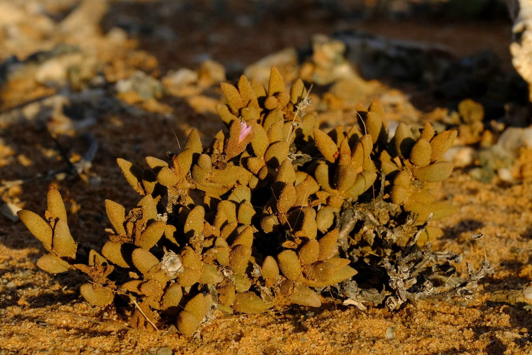 Image of Psammophora modesta (Dinter & Berger) Dinter & Schwant.