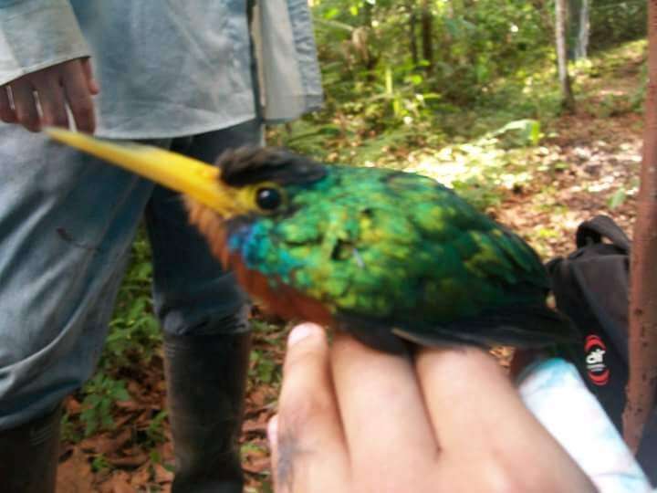 Image of Blue-cheeked Jacamar