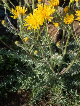 Image of largeflower hawksbeard