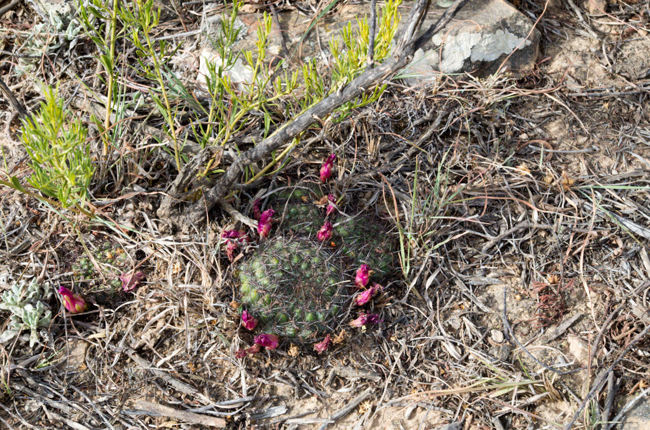 Image of Rebutia mentosa (F. Ritter) Donald