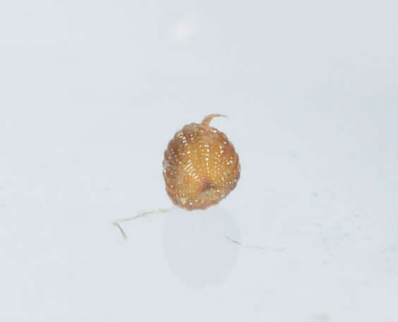 Image of Isolepis hookeriana Boeckeler