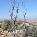 Imagem de Pteronia lucilioides DC.