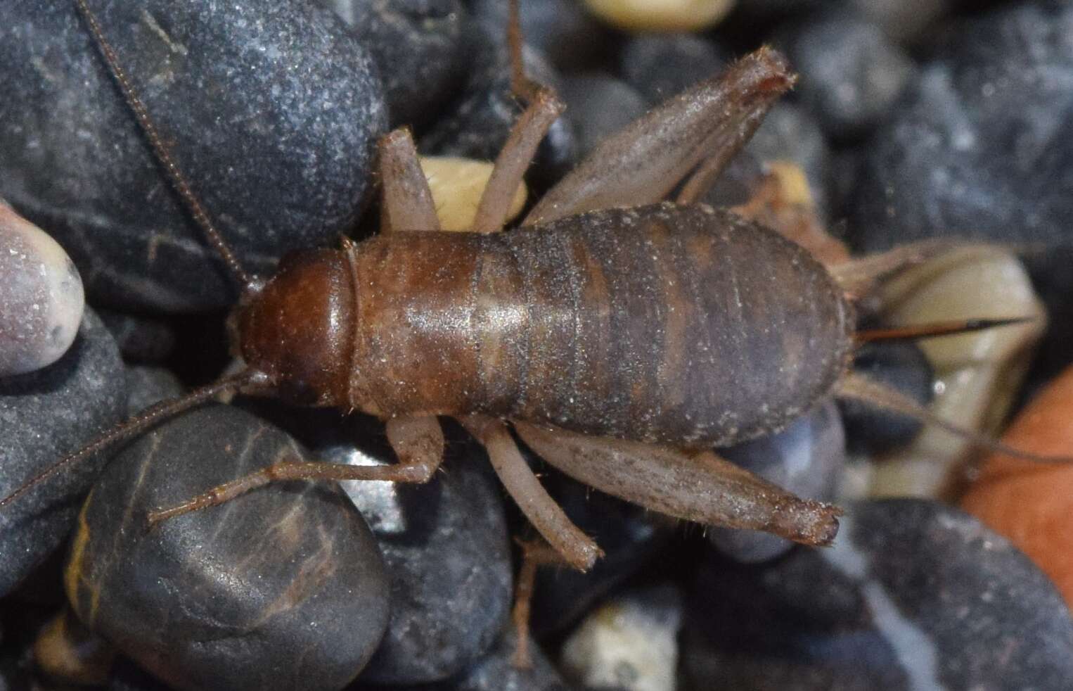 Image of Scaly cricket