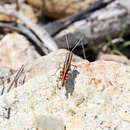 Image of Macrocara conglobata (Walker & F. 1870)