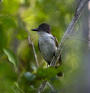 Image of Loggerhead Kingbird