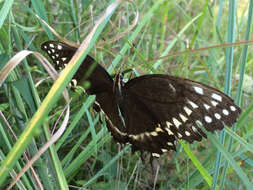 Image of Palamedes Swallowtail