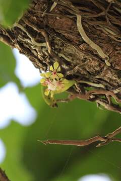 Image of Smithsonia viridiflora (Dalzell) C. J. Saldanha