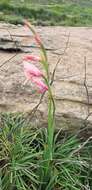Imagem de Gladiolus oppositiflorus Herb.