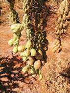 Image de Cylindropuntia fulgida var. fulgida