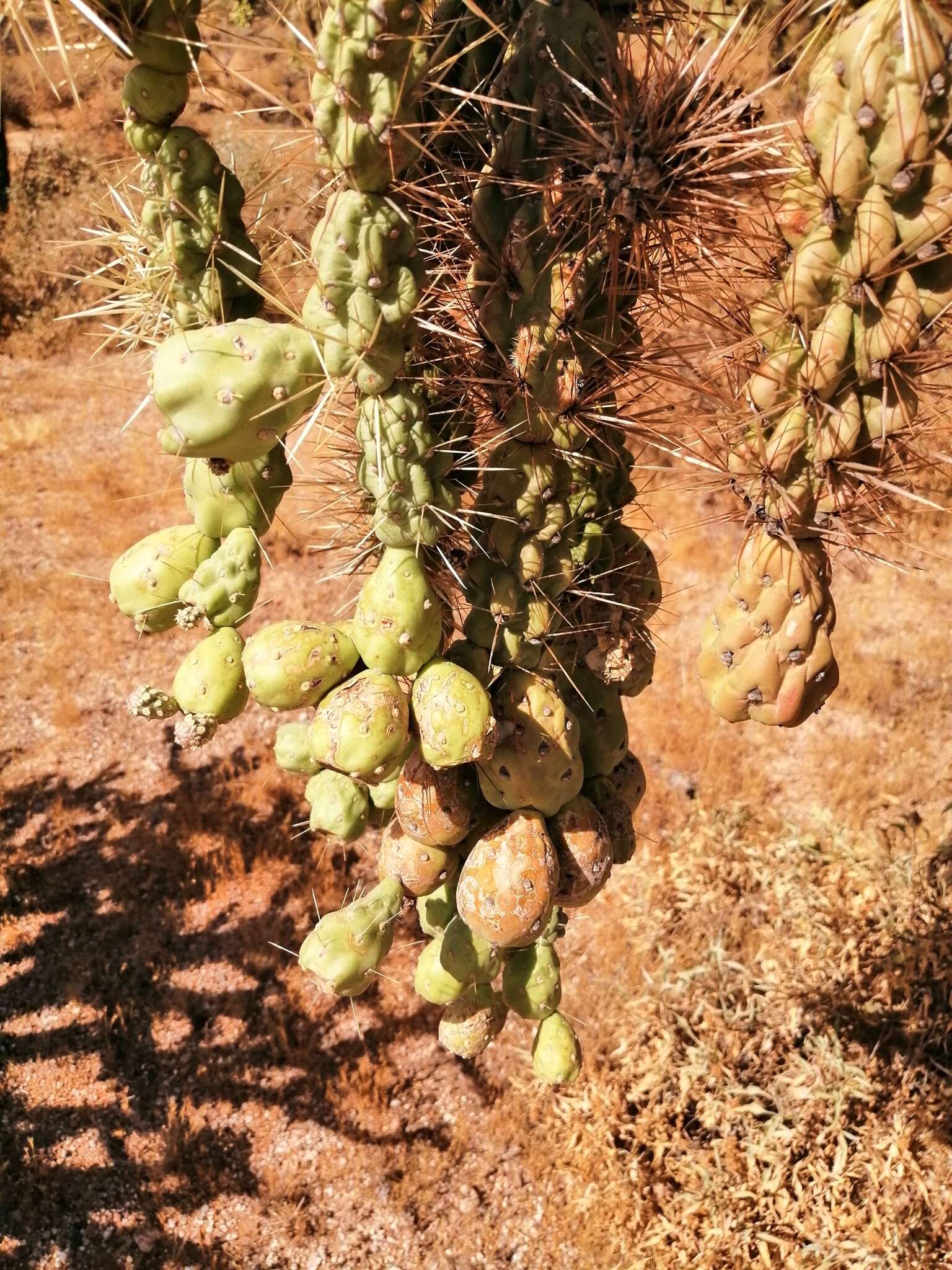 Image de Cylindropuntia fulgida var. fulgida