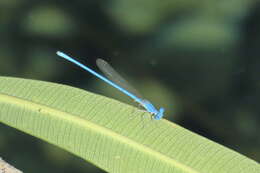 Image of Powder blue damsel