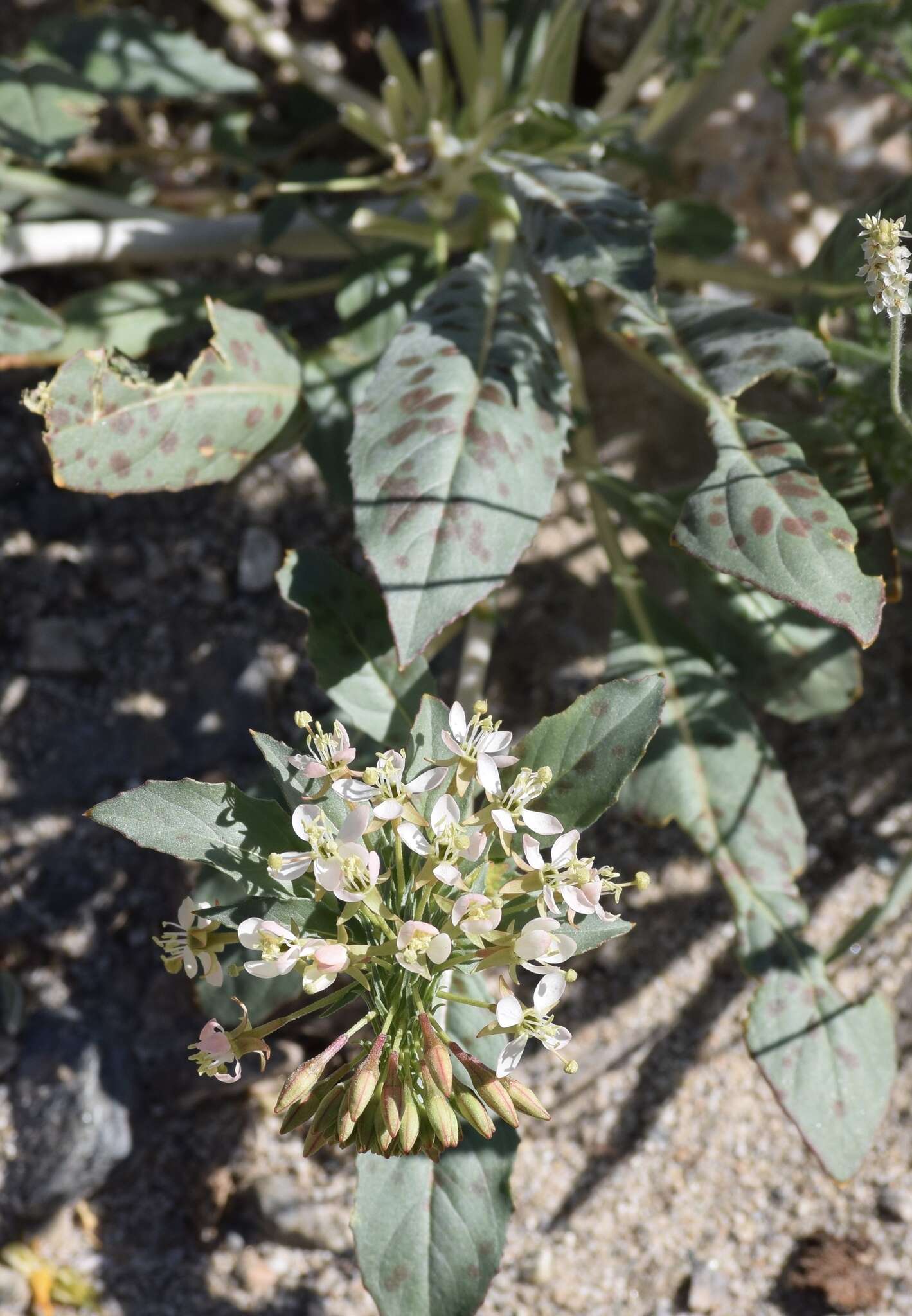 Eremothera boothii (Douglas) W. L. Wagner & Hoch的圖片