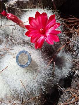 صورة Mammillaria senilis Lodd. ex Salm-Dyck