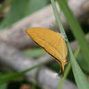 Imagem de Loxura atymnus continentalis Fruhstorfer (1912)