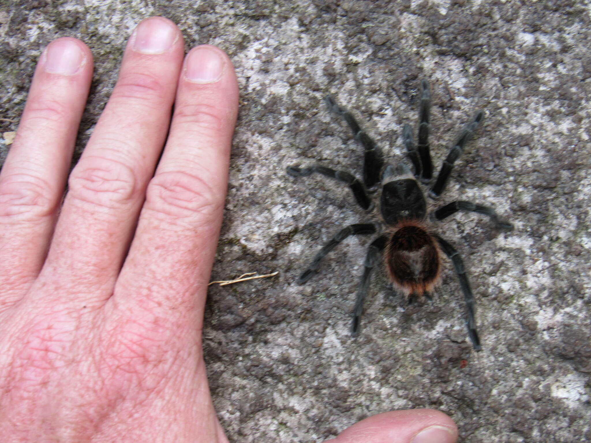 Image of Brazilian Redrump Tarantula