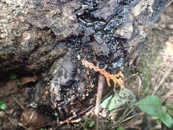 Image of Butternut canker fungus