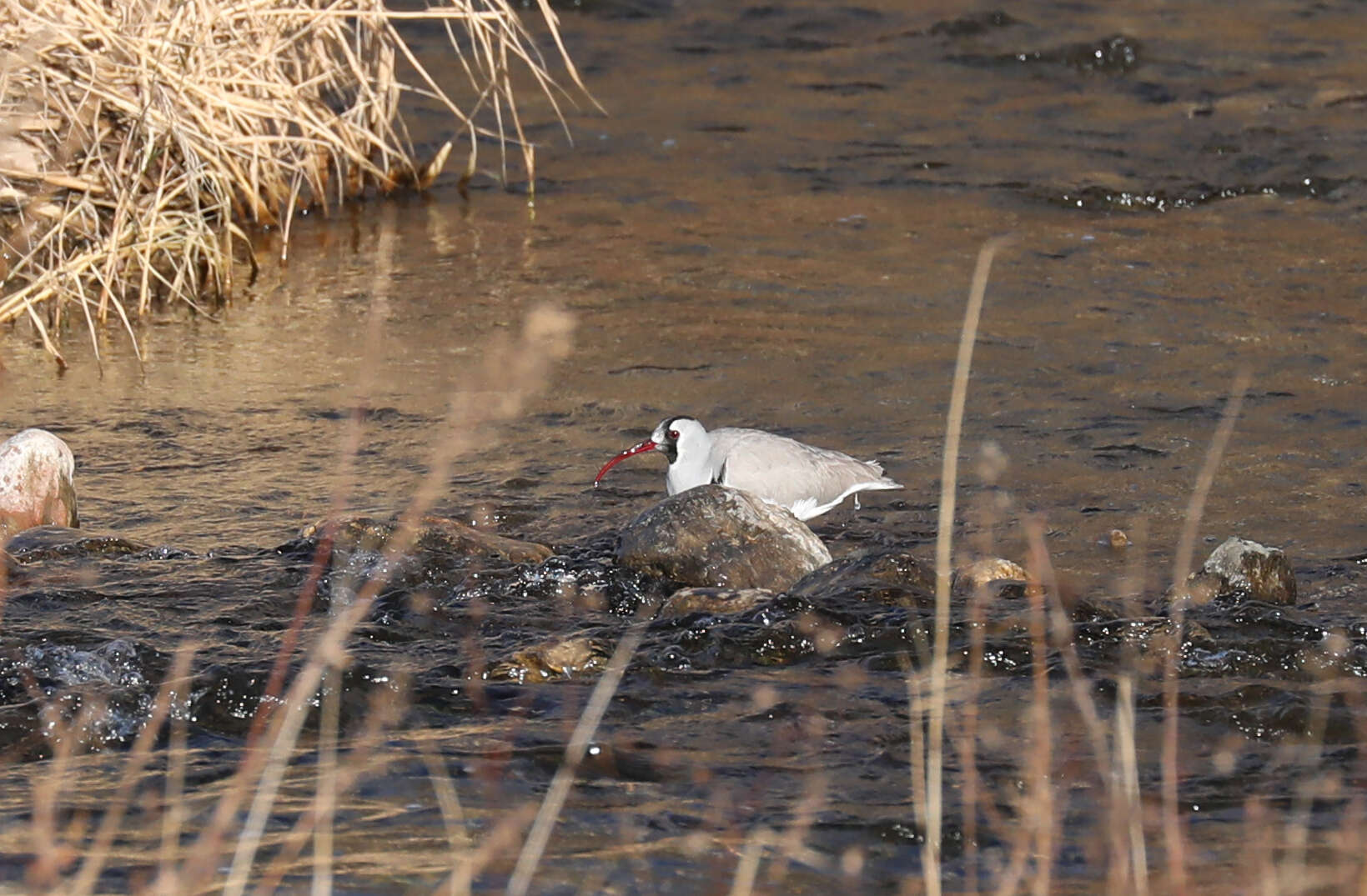 Image of ibisbills