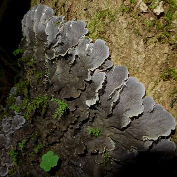 Image of felt lichen