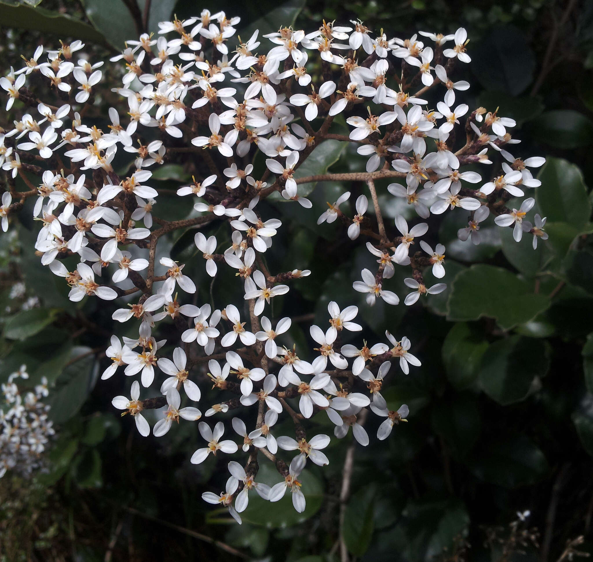 Olearia furfuracea (A. Rich. & Lesson) Hook. fil. resmi