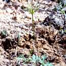 Image de Anemone tuberosa var. texana M. Enquist & B. Crozier