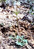 Image de Anemone tuberosa var. texana M. Enquist & B. Crozier