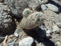 Image de Mammillaria tetrancistra Engelm.