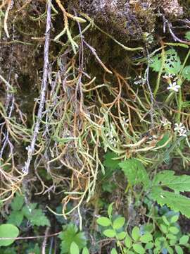 Image of Oregon spikemoss