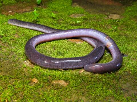 Image of Caecilia subnigricans Dunn 1942