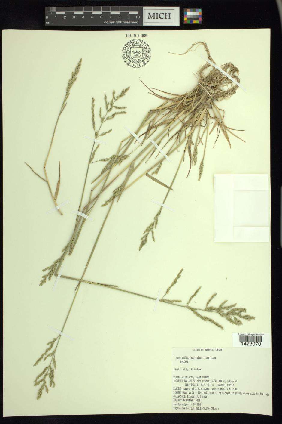 Image of saltmarsh alkaligrass