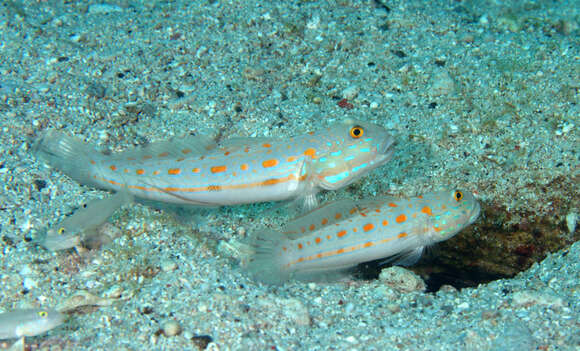 Image of Maiden goby