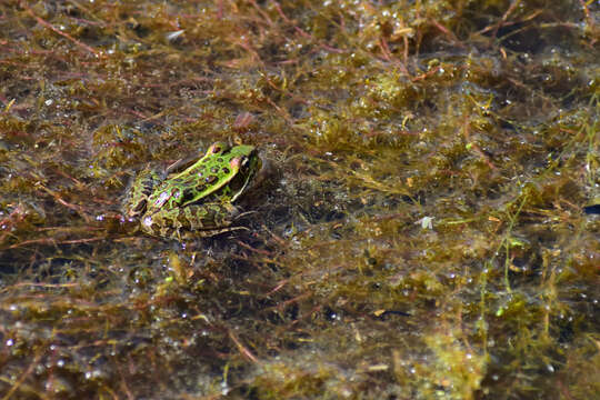 Image de Lithobates neovolcanicus (Hillis & Frost 1985)