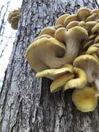 Pleurotus citrinopileatus Singer 1942 resmi