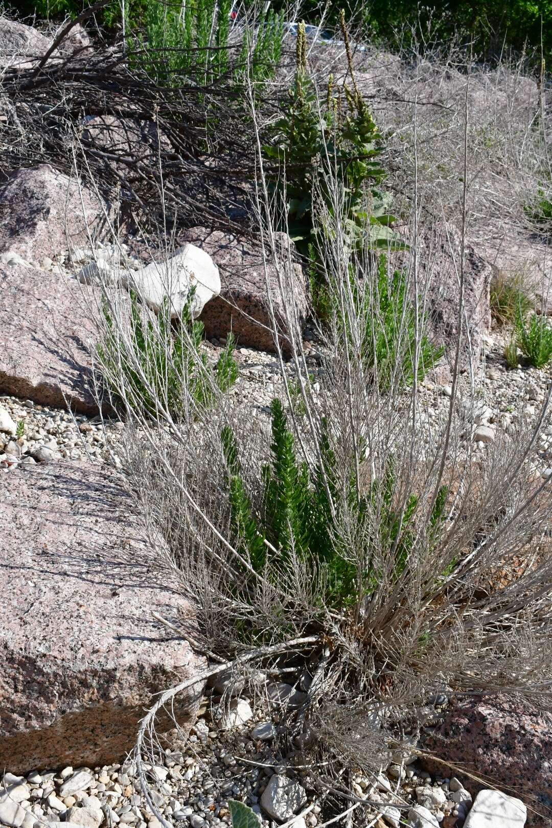 Image of leafy brickellbush