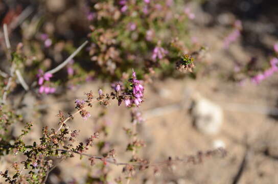 Image of Erica vernicosa E. G. H. Oliver