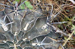 Image of Gymnocalycium gibbosum (Haw.) Pfeiff. ex Mittler