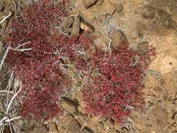 Image of Galapagos carpetweed